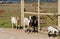 Typical goat farm in Portugal with a sheep and goats