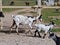 Typical goat farm in Portugal with a sheep and goats