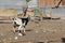 A Typical Goat Pen in Antigua Barbuda