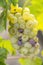 Typical grapes with botrytis cinerea for sweet wines, Sauternes, Bordeaux, Aquitaine, France