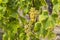 Typical grapes with botrytis cinerea for sweet wines, Sauternes, Bordeaux, Aquitaine, France