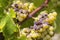 Typical grapes with botrytis cinerea for sweet wines, Sauternes, Bordeaux, Aquitaine, France