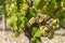 Typical grapes with botrytis cinerea for sweet wines, Sauternes, Bordeaux, Aquitaine, France