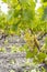 Typical grapes with botrytis cinerea for sweet wines, Sauternes, Bordeaux, Aquitaine, France