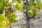 Typical grapes with botrytis cinerea for sweet wines, Sauternes, Bordeaux, Aquitaine, France