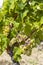 Typical grapes with botrytis cinerea for sweet wines, Sauternes, Bordeaux, Aquitaine, France