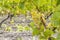 Typical grapes with botrytis cinerea for sweet wines, Sauternes, Bordeaux, Aquitaine, France