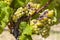 Typical grapes with botrytis cinerea for sweet wines, Sauternes, Bordeaux, Aquitaine, France