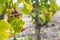 Typical grapes with botrytis cinerea for sweet wines, Sauternes, Bordeaux, Aquitaine, France