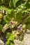 Typical grapes with botrytis cinerea for sweet wines, Sauternes, Bordeaux, Aquitaine, France