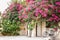 Typical Greek or Cypriot house with curly flowers