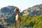 Typical Greek goats roam free on the rock formations of Meteora with the Monasteries in the background