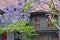 Typical historical Australian house with traditional balcony and flowering jacaranda tree at the foreground