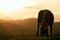 Typical horse breed in the Pyrenees in the evening mood