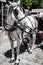 Typical horse drawn carriage in Plaza de Espana. Seville. Spain.