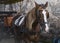 Typical horse-drawn carriage for tourist trips