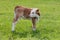 Typical hungarian calf on the meadow in springtime in a farm from Hungary