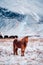 Typical Icelandic hairy horse grazing in snow.