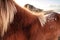 Typical Icelandic hairy horse grazing in snow.