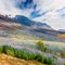 Typical Icelandic landscape with field of blooming lupine flowers in the June. Sunny summer morning in the southern coast of Icela