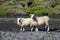 Typical icelandic sheeps standing near the mountain river, Iceland