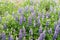 Typical Icelandic violet blooming flowers Lupins