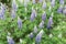 Typical Icelandic violet blooming flowers Lupins