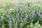 Typical Icelandic violet blooming flowers Lupins