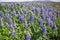 Typical Icelandic violet blooming flowers Lupins in the broad flower field in central Iceland