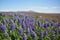 Typical Icelandic violet blooming flowers Lupins in the broad flower field in central Iceland