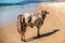 Typical indian holy cow watches at tourists on biggest beach in GOA province. Sunny day,