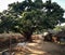 Typical indian village with cow mango tree and rural life