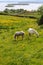 Typical irish Connemara horses