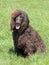 Typical Irish Water Spaniel in the garden