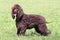 Typical Irish Water Spaniel in the garden