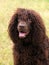 Typical Irish Water Spaniel on a green grass lawn
