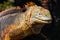 Typical land iguana of Isla Plaza Sur, Galapagos