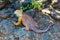 Typical land iguana of Isla Plaza Sur, Galapagos