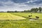 Typical landscape of carved fields in Holland. edam netherlands.