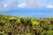 Typical landscape, Sao Jorge island, Azores