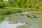 Typical landscape at swamp area of Imperial Pond Carska bara, large natural habitat for birds and other animals from Serbia. Wad