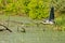 Typical landscape at swamp area of Imperial Pond Carska bara, large natural habitat for birds and other animals from Serbia. Wad