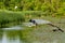 Typical landscape at swamp area of Imperial Pond Carska bara, large natural habitat for birds and other animals from Serbia. Wad