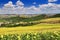 Typical landscape with white farmhouse sunflowers and olive groves near Arcos de la Frontera Andalucia Spain