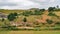 Typical Madagascar landscape - green and yellow rice terrace fields on small hills with clay houses in region near Farariana