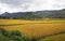 Typical Madagascar landscape at Mandraka region on overcast day, golden coloured rice fields small green forest hills in