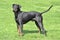 Typical Manchester Terrier in the garden