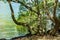 Typical mangrove vegetation with gnarled trees