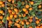 A typical market stall selling oranges to tourists in Marrakech.