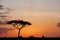 Typical Masai Mara tree during sunset